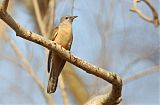 Brush Cuckoo